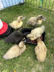 duck picture